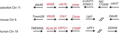 Structure, evolution and expression of zebrafish cartilage oligomeric matrix protein (COMP, TSP5). CRISPR-Cas mutants show a dominant phenotype in myosepta